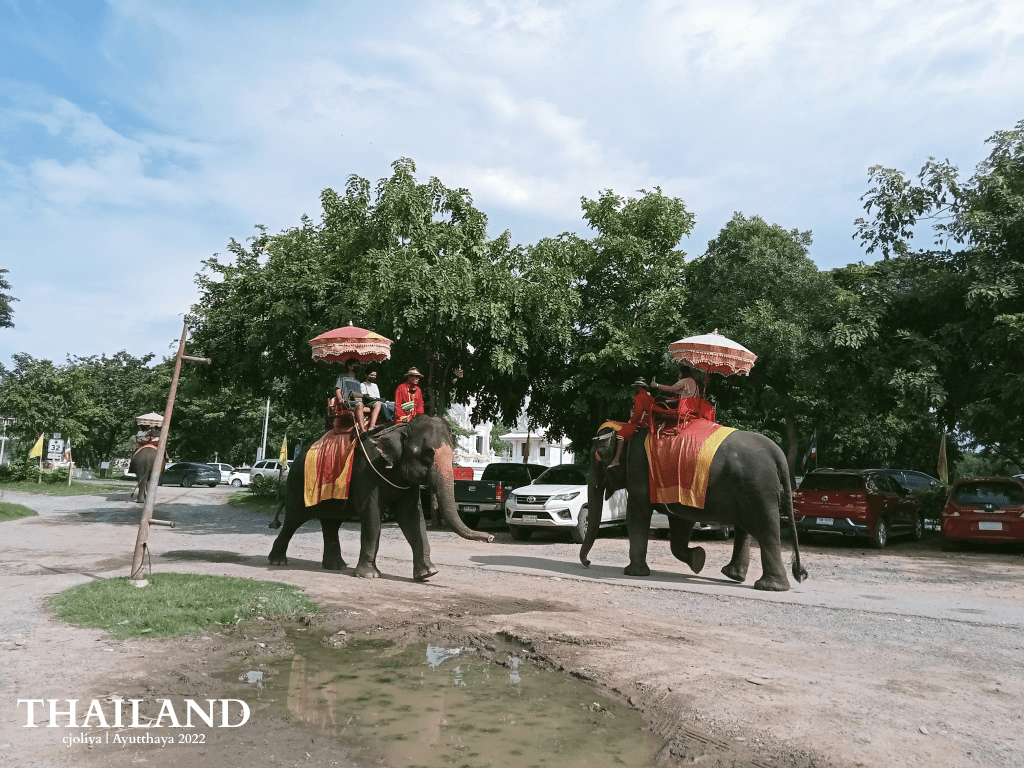 Two elephants carrying riders with parasols, walking on a dirt path, surrounded by greenery and parked cars, in Ayutthaya, Thailand.