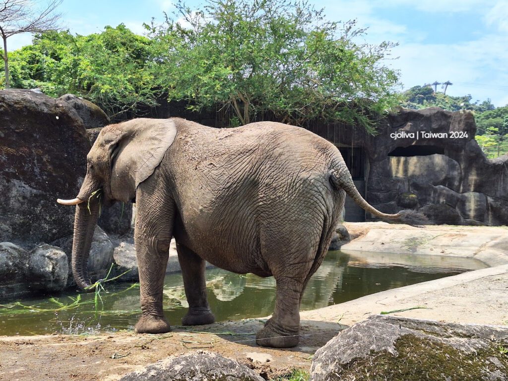 Elephant standing near water at Taipei Zoo, trunk extended into a pond with rocks, vegetation, and trees in the background.