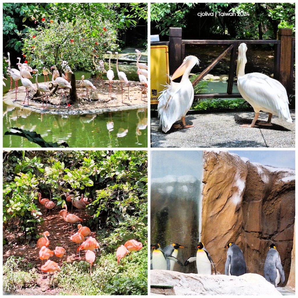 Collage of bird species at Taipei Zoo: flamingos standing on a pond island with greenery and red flowers, two pelicans near a wooden fence and water, vibrant orange flamingos among dense vegetation, and emperor penguins on rocky ground in an Arctic exhibit.