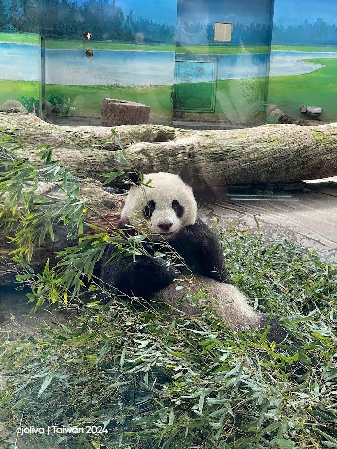 Giant panda lying on its back at Taipei Zoo, eating bamboo among leaves and stalks, with a mural of a scenic landscape in the enclosure.