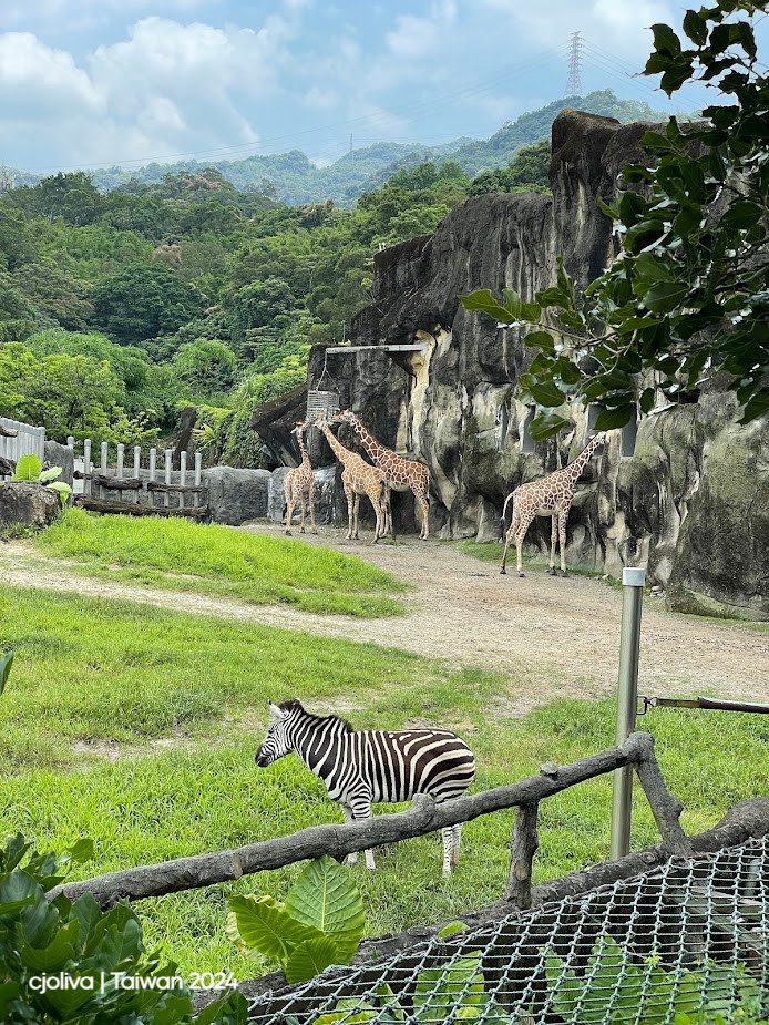 Five giraffes standing near a rocky wall with a zebra grazing on grass in the Taipei Zoo enclosure, surrounded by greenery and hills.