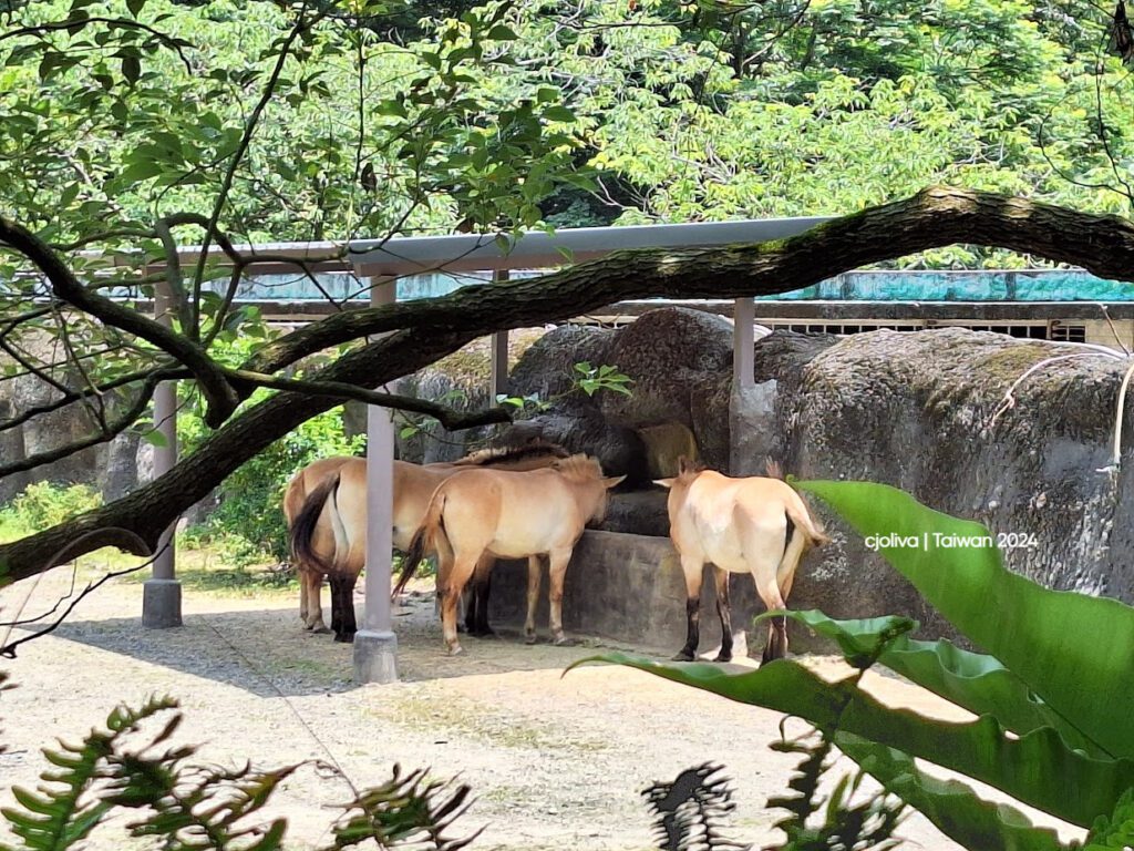 Group of five Przewalski’s horses standing under a shaded structure at Taipei Zoo, facing a stone wall with feeding troughs, surrounded by greenery.