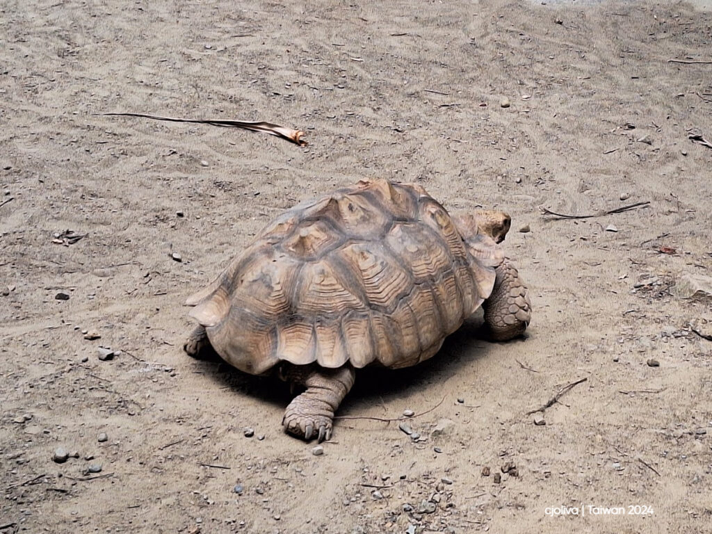 Tortoise walking on sandy ground at Taipei Zoo, with its textured shell and scaled legs visible among rocks and twigs.