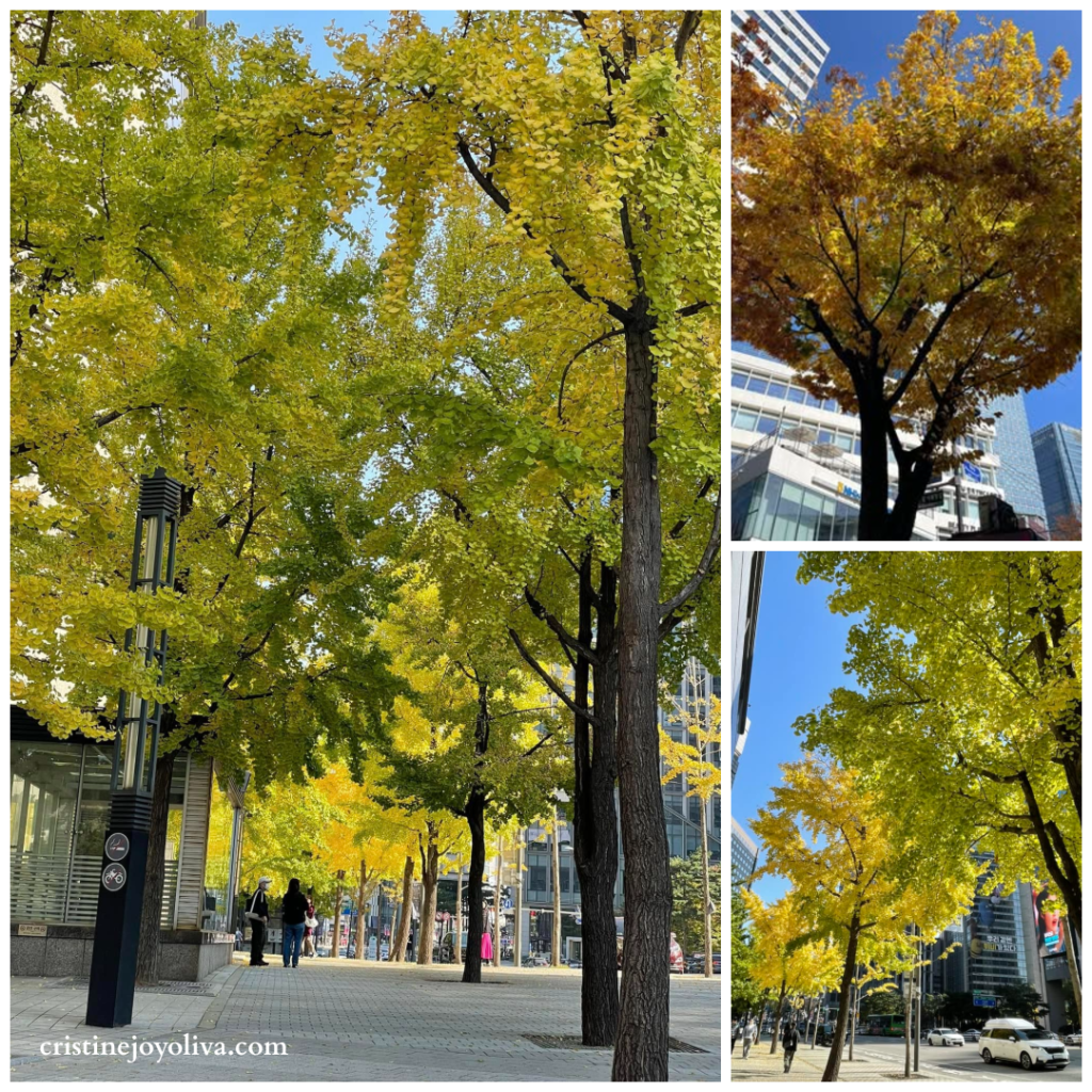 A collage of three photos showing bright yellow ginkgo trees in full autumn bloom near Hoehyeon Station, Seoul. The images feature golden leaves against a clear blue sky, city skyscrapers, and a clean pedestrian sidewalk.