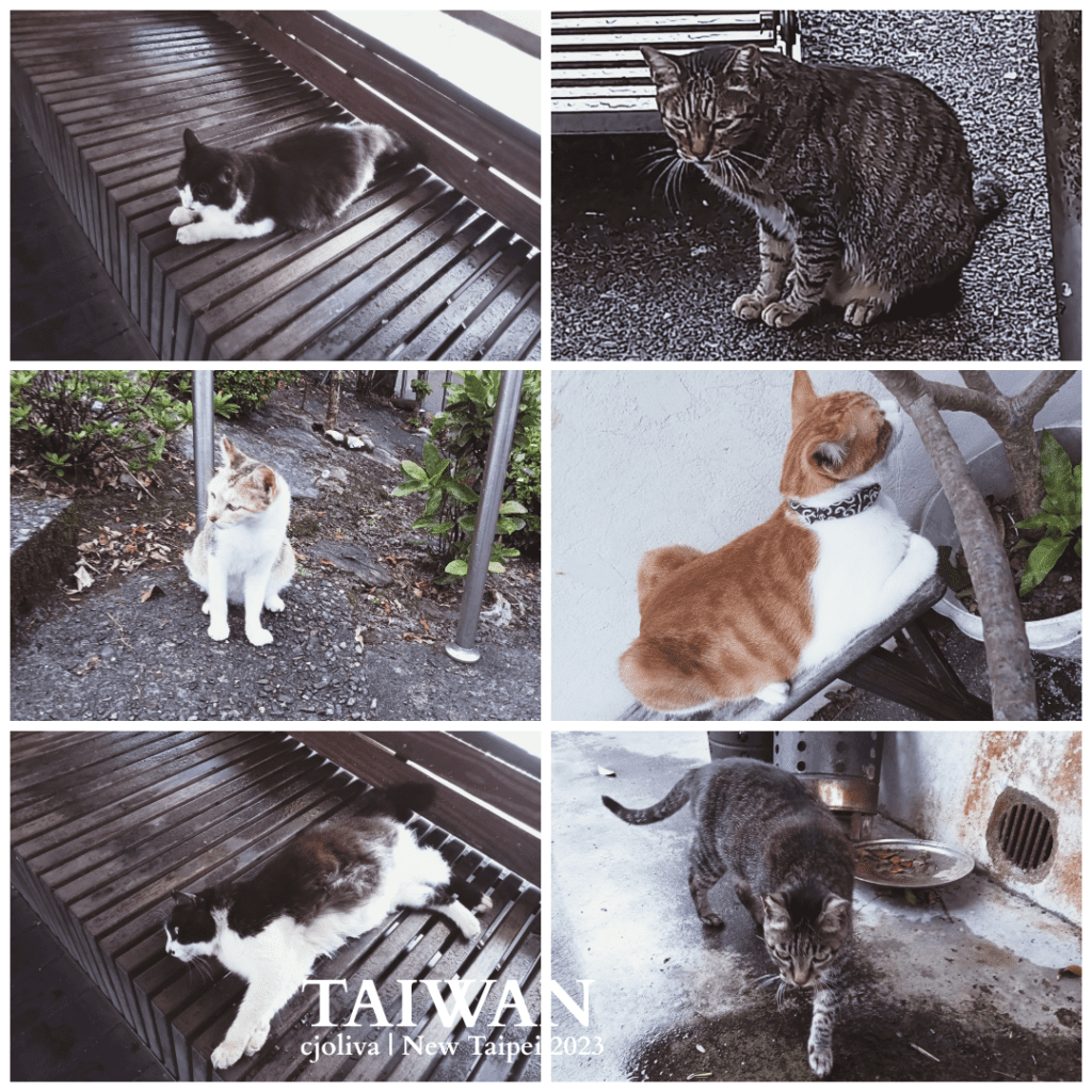 Collage of cats in Houtong, New Taipei, Taiwan featuring black and white cat on wooden bench, tabby cat near bench and bowls, calico cat sitting on paved area, orange and white cat with patterned collar resting near plant pot, and relaxed street settings.