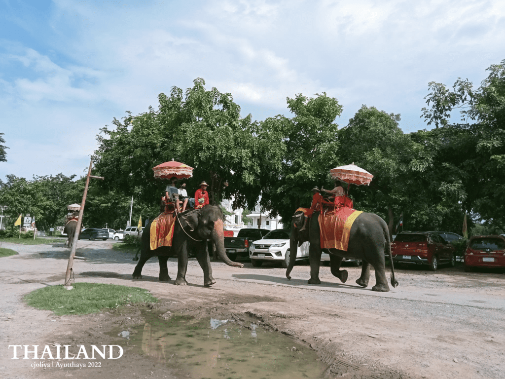 Two large elephants carrying tourists in red and gold seats with decorative umbrellas, walking through a dusty area near the Ayutthaya ruins with parked cars in the background.