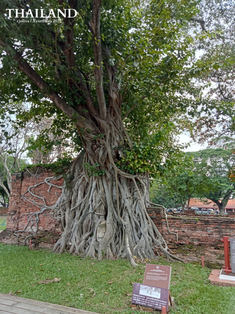 Stone Buddha head entwined in tree roots at Wat Mahathat temple in Ayutthaya, Thailand