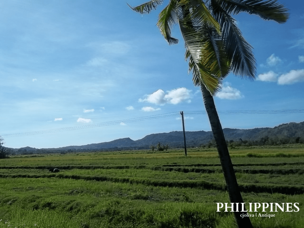 Scenic rural landscape in Antique, Philippines, with lush green fields, leaning coconut palm tree, distant hills, and bright blue sky with scattered clouds, taken in 2018