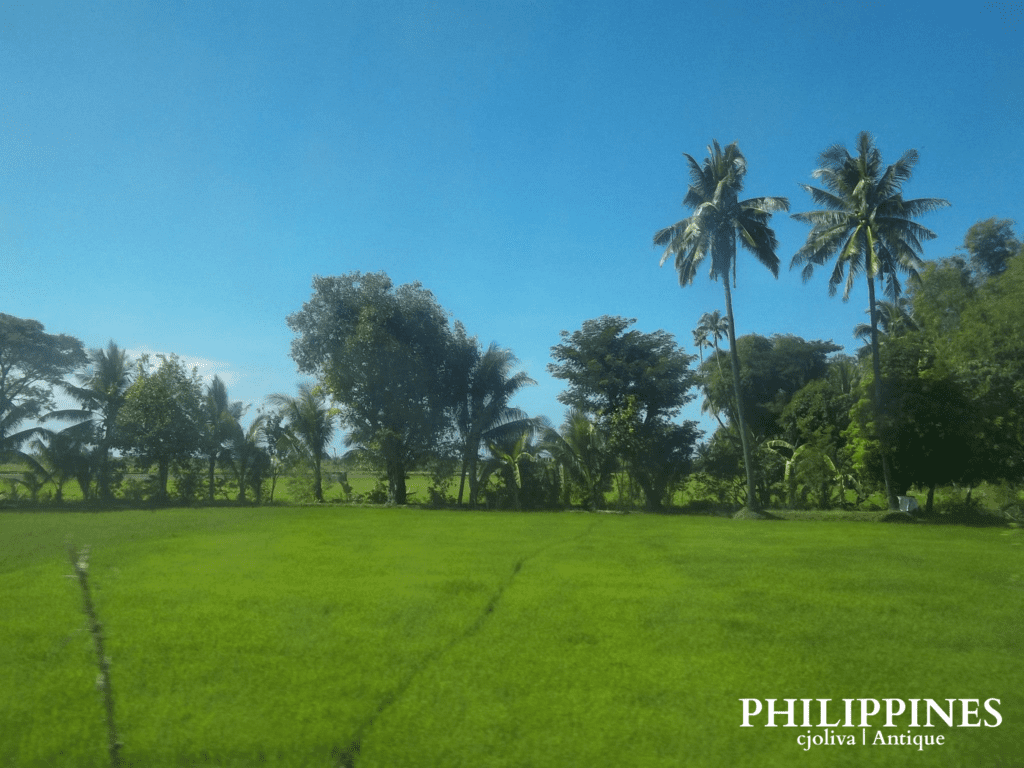 Tropical countryside in Antique, Philippines, with lush green fields, tall palm trees, and bright blue sky under sunlight, taken in 2018