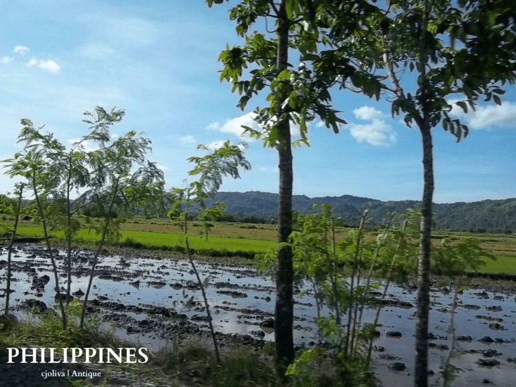 Scenic rural view of rice paddies in Antique, Philippines, partially flooded with water reflecting the sky, lined with slender trees, with rolling hills and blue sky in the background, taken in 2018