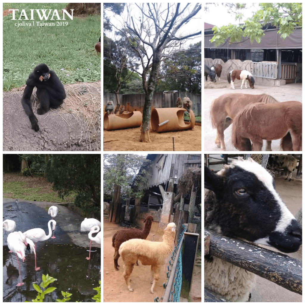 Collage of Leofoo Village Theme Park animals: monkeys, horses, flamingos, llamas, and goat in Hsinchu Taiwan 2019