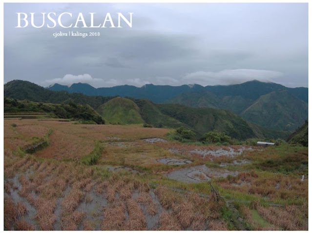 Rice fields in Buscalan with patches of water and dry crops under a cloudy, overcast sky with mountain ranges in the background, photographed in 2018.