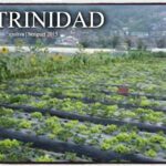 Agricultural field in La Trinidad, Benguet, with rows of lettuce under plastic mulch, sunflowers at the edge, and a hillside town in mist.
