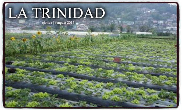 Agricultural field in La Trinidad, Benguet, with rows of lettuce under plastic mulch, sunflowers at the edge, and a hillside town in mist.