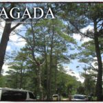 Pine trees under a bright blue sky with scattered clouds and vehicles parked along a roadside in Sagada, Mountain Province.