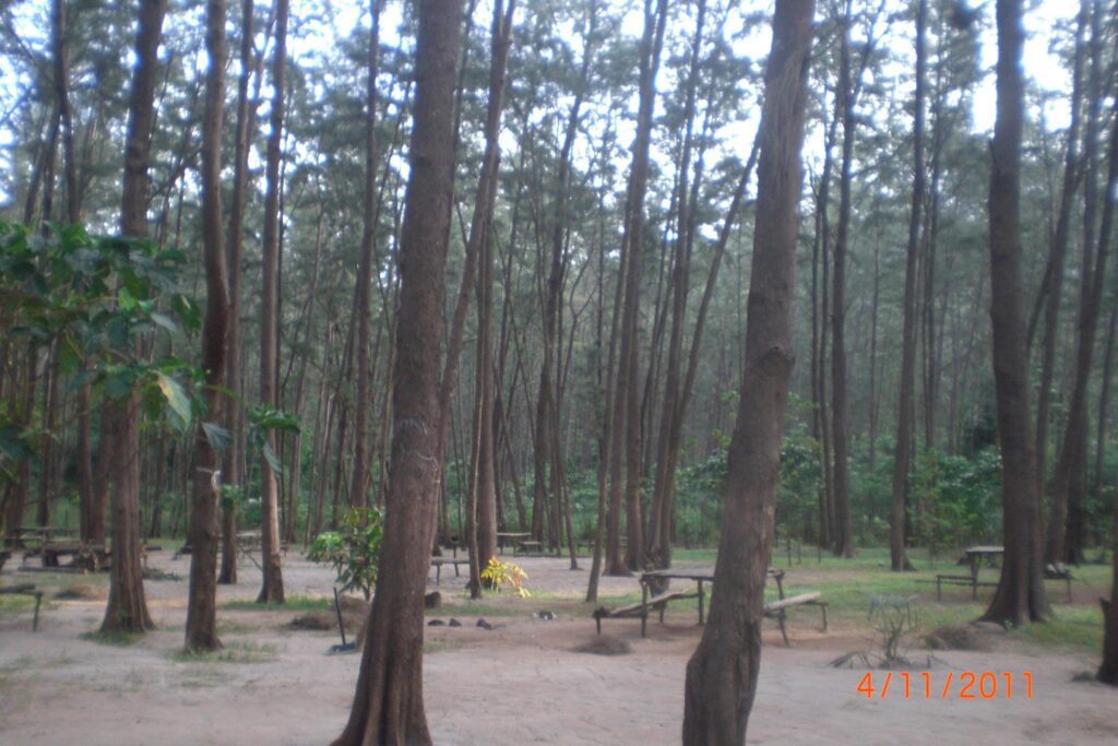 Tranquil forest clearing with tall trees, wooden benches, and tables, dated April 11, 2011