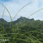 Lush green mountain peaks of Mt. Batulao with blue sky and tall grass blades in the foreground in Batangas