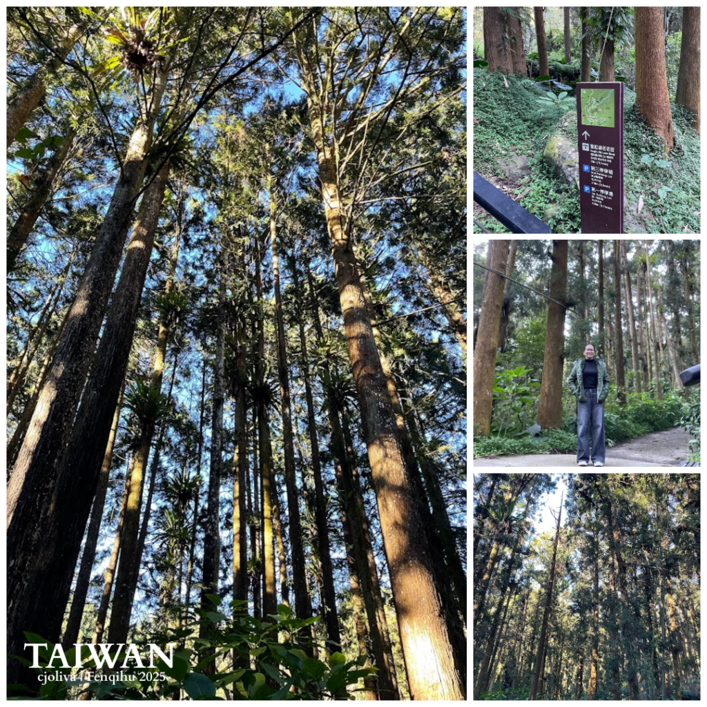 A photo collage of a cedar forest in Fenqihu, Taiwan. One large photo looks up at tall, sun-drenched trees against a blue sky, while smaller photos show a trail sign, a person standing on the path, and a dense grove of trees.
