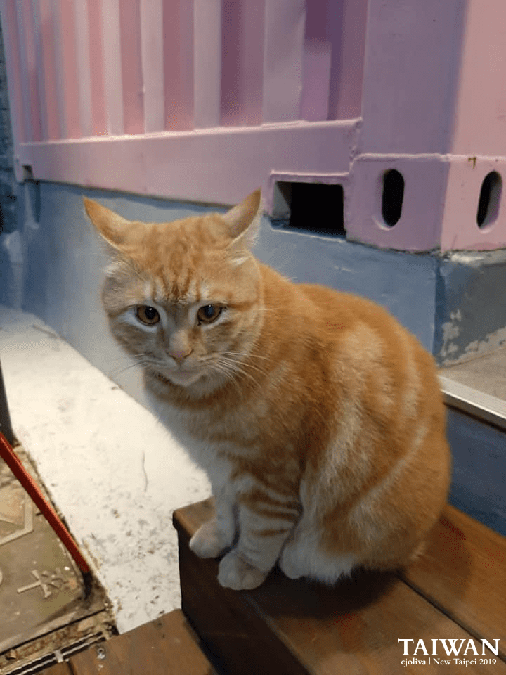 An orange tabby cat with stripes sitting on a wooden step in Shifen Old Street, New Taipei, Taiwan, against a colorful painted wall, taken in 2019