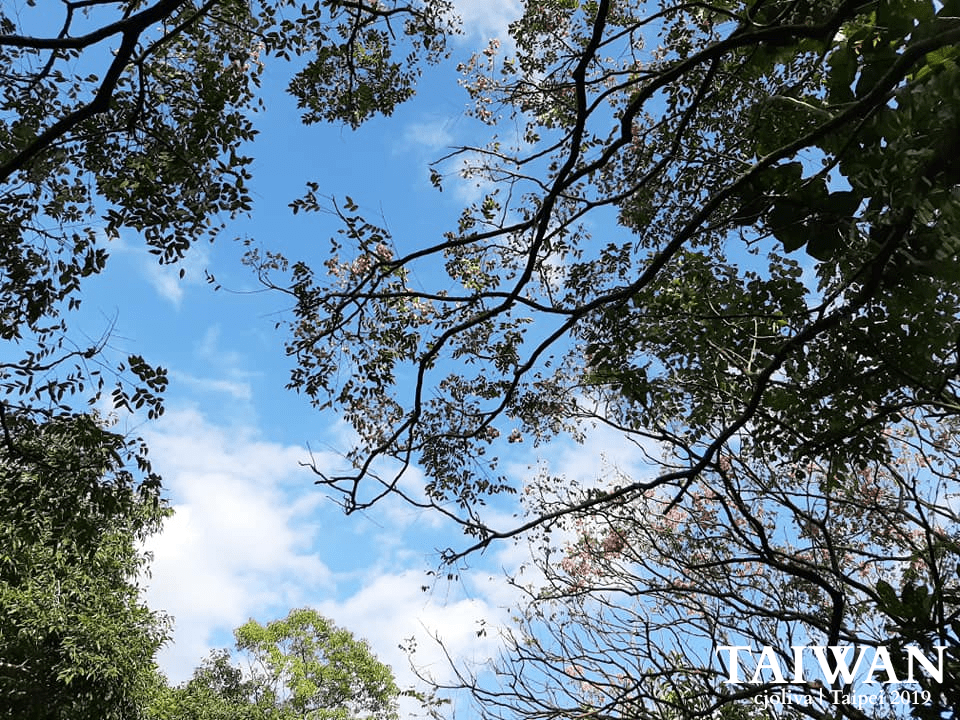 Tree branches and leaves framing a blue sky with clouds at Taipei Zoo in Taipei,