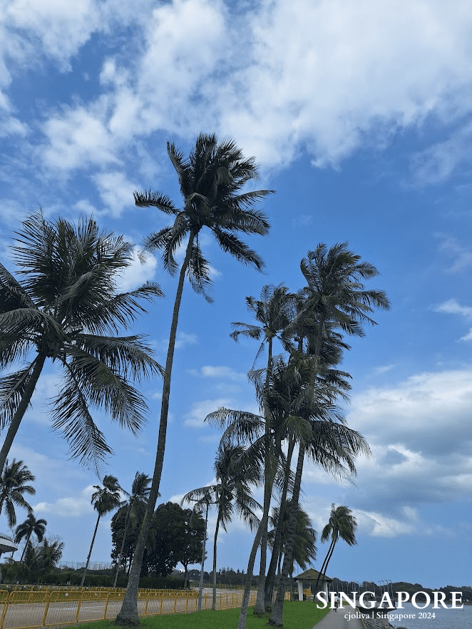 Scenic view of tall palm trees against a blue sky with scattered clouds, green grass, walkway, and tropical surroundings in Singapore.