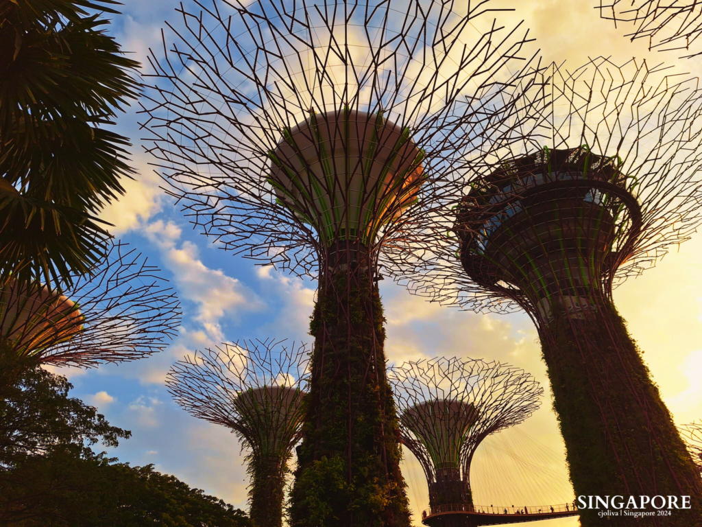 Vertical view of the Supertree Grove at Gardens by the Bay during a golden sunset with a blue sky.