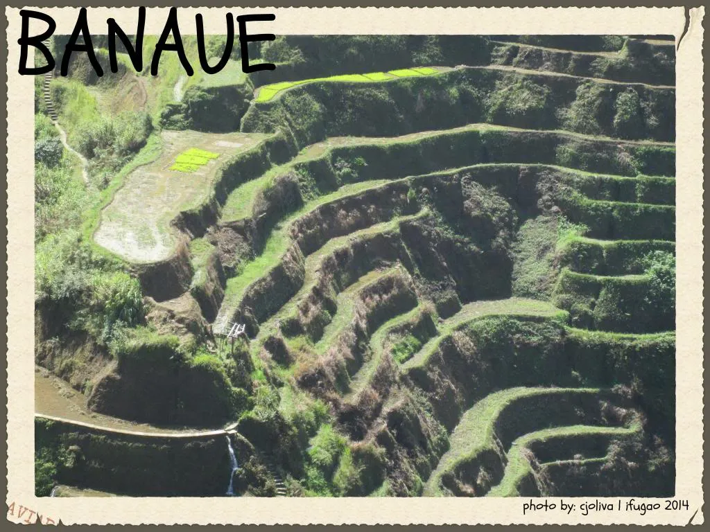 A close-up, high-angle view showing the curved, grassy edges and muddy walls of the Banaue rice terraces with small patches of bright green seedlings.