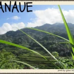 A scenic view of the lush green Banaue Rice Terraces in Ifugao, Philippines, framed by long green grass with mountains and clouds in the background.