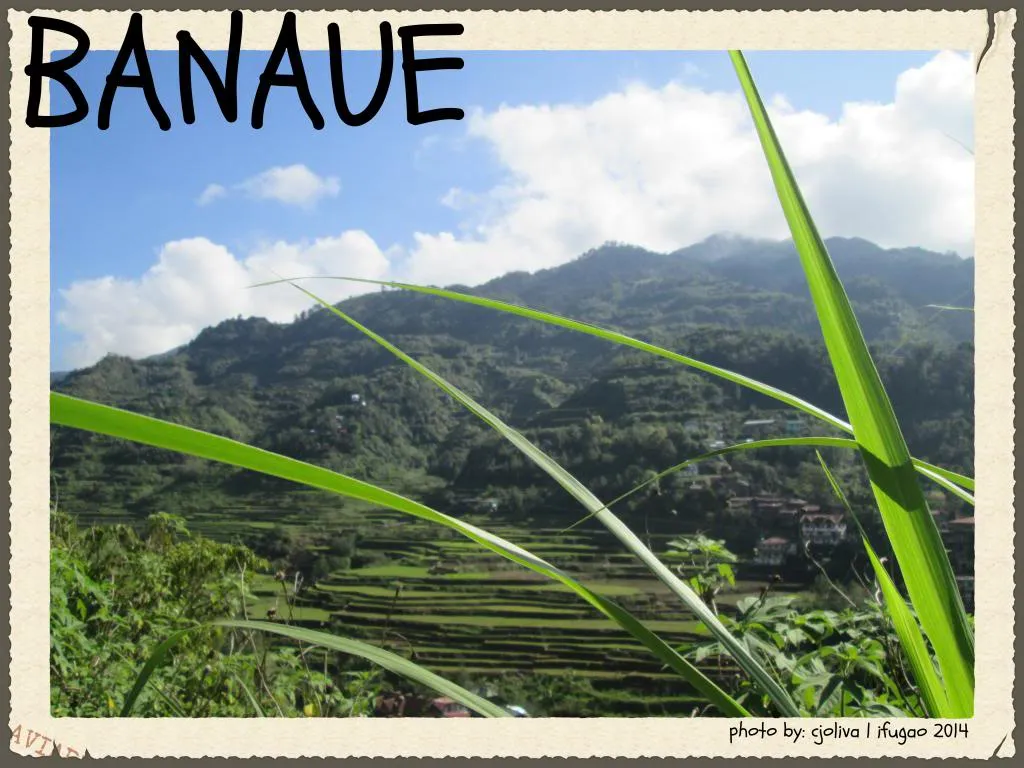 A scenic view of the lush green Banaue Rice Terraces in Ifugao, Philippines, framed by long green grass with mountains and clouds in the background.