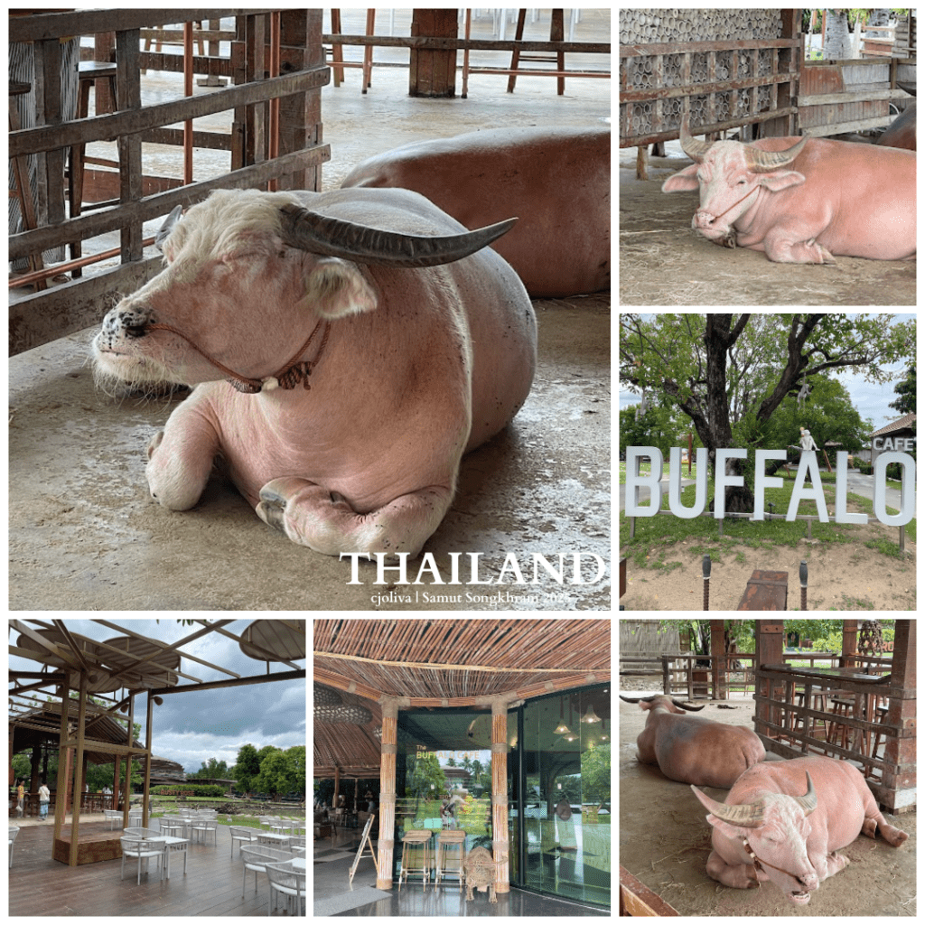 Collage of Buffalo Café in Samut Songkhram, Thailand, featuring albino buffaloes with pink skin resting in shaded enclosures, bamboo café architecture, outdoor seating, and a sign reading Buffalo Café.