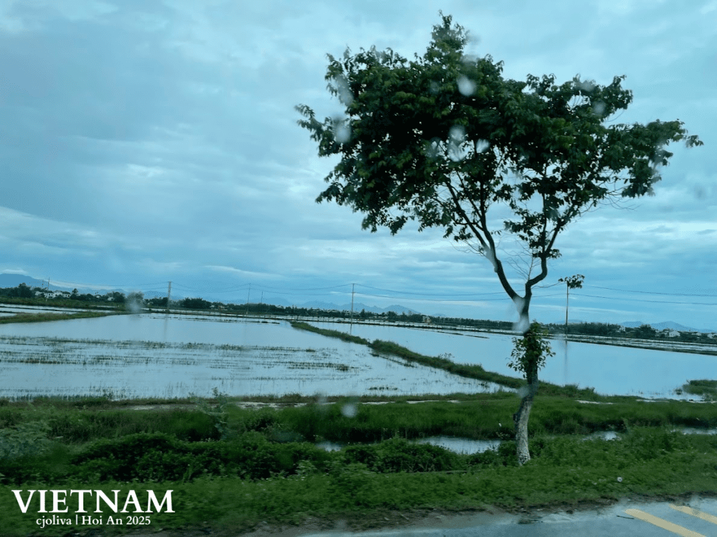 A view through a rain-streaked car window of flooded rice paddies and a single green tree under a cloudy sky in Central Vietnam.