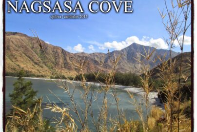 A panoramic view of Nagsasa Cove in Zambales, Philippines, featuring a crescent-shaped beach, clear blue water, and brown mountains under a bright sky, framed by dry reeds.