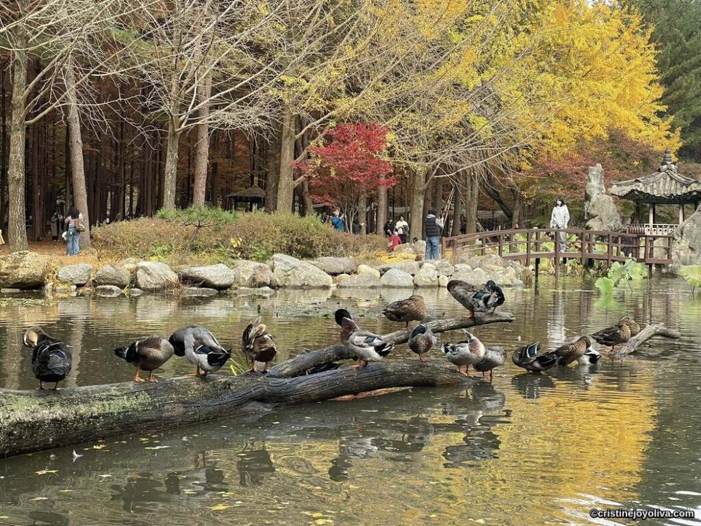 Autumn park scene on Nami Island with ducks resting on a fallen tree across a pond, colorful foliage, and a traditional pavilion in the background.