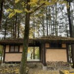 A traditional Korean thatched-roof hut surrounded by tall trees and yellow autumn ginkgo leaves on Nami Island.