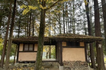 A traditional Korean thatched-roof hut surrounded by tall trees and yellow autumn ginkgo leaves on Nami Island.