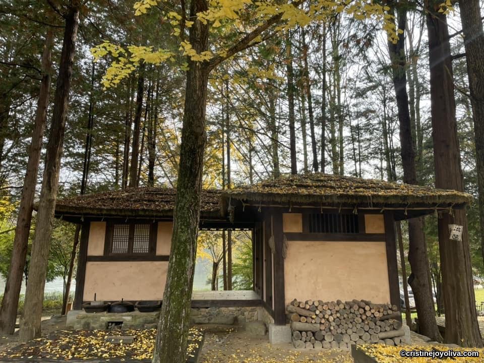A traditional Korean thatched-roof hut surrounded by tall trees and yellow autumn ginkgo leaves on Nami Island.