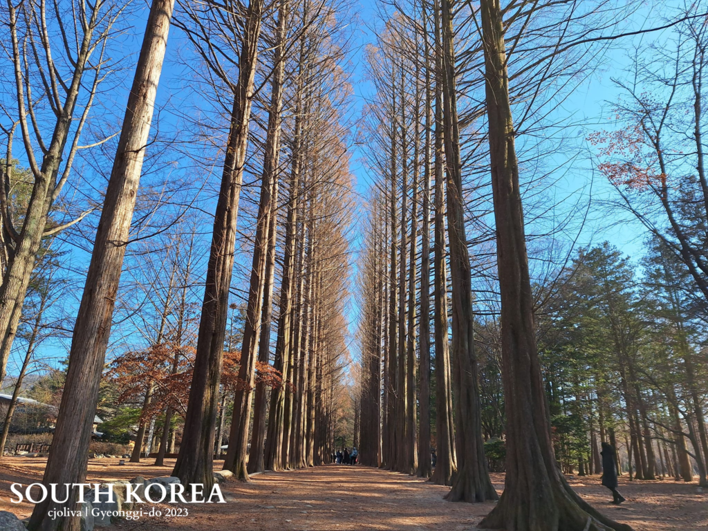 Winter tree-lined pathway on Nami Island, South Korea, with tall leafless trees forming a corridor and visitors walking along.