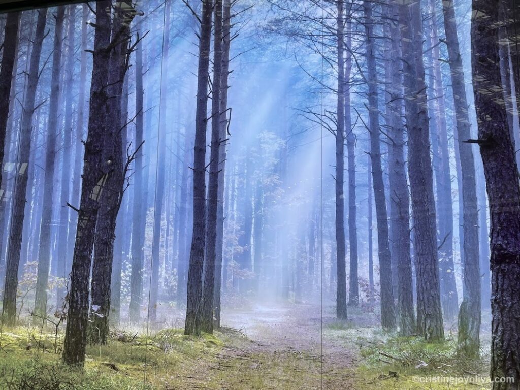 Sunlit pine forest with tall trees, mossy ground, and narrow dirt path leading into distance