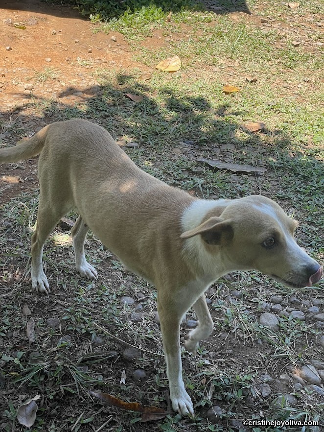 Light brown and white dog named Gemma standing on grass and dirt, looking curious with tongue slightly out near Lake Danao.