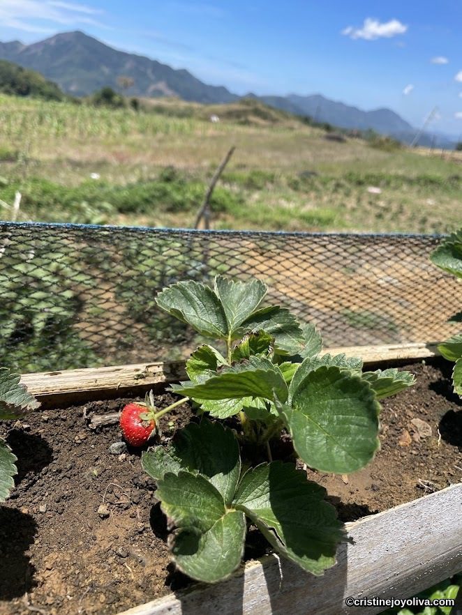 Strawberry plant with green leaves and one red ripe strawberry is growing in soil, with mountains and blue sky in the distance near Montevalle.