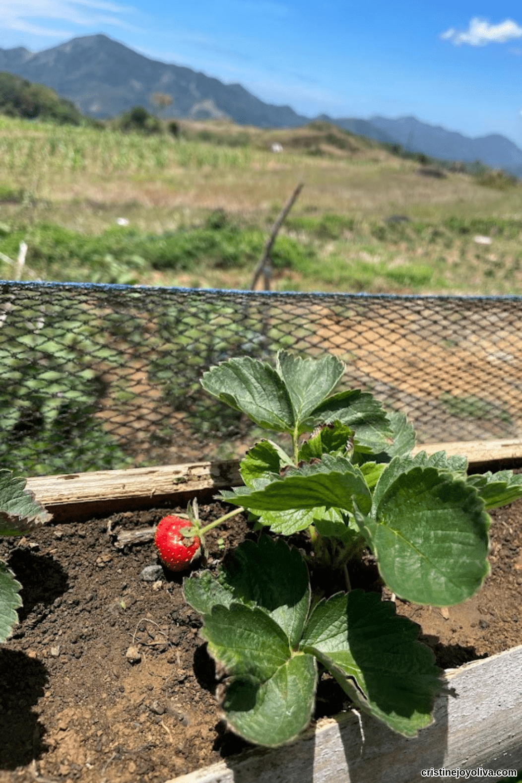 A strawberry plant with green leaves and one red ripe strawberry is growing in soil, with mountains and blue sky in the distance near Montevalle.
