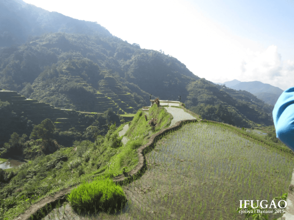 Scenic Banaue Rice Terraces in Ifugao, Philippines, with flooded paddies, young rice plants, and lush green mountains under a bright sky.