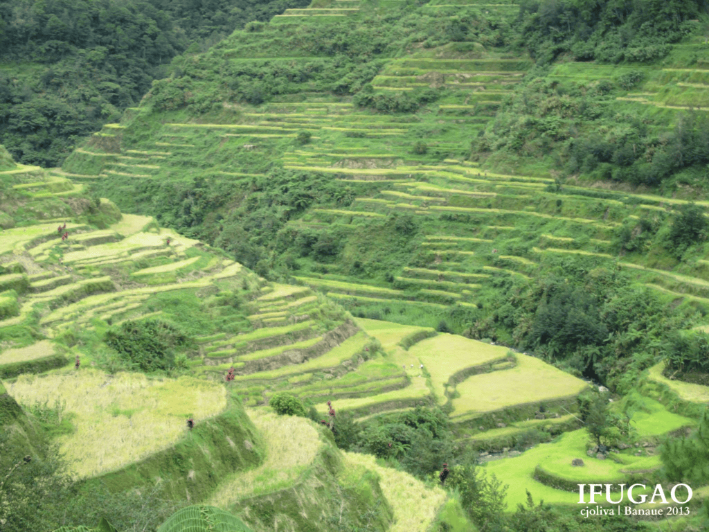 Overview of lush green terraced rice fields built into steep mountainsides in Banaue, Ifugao.