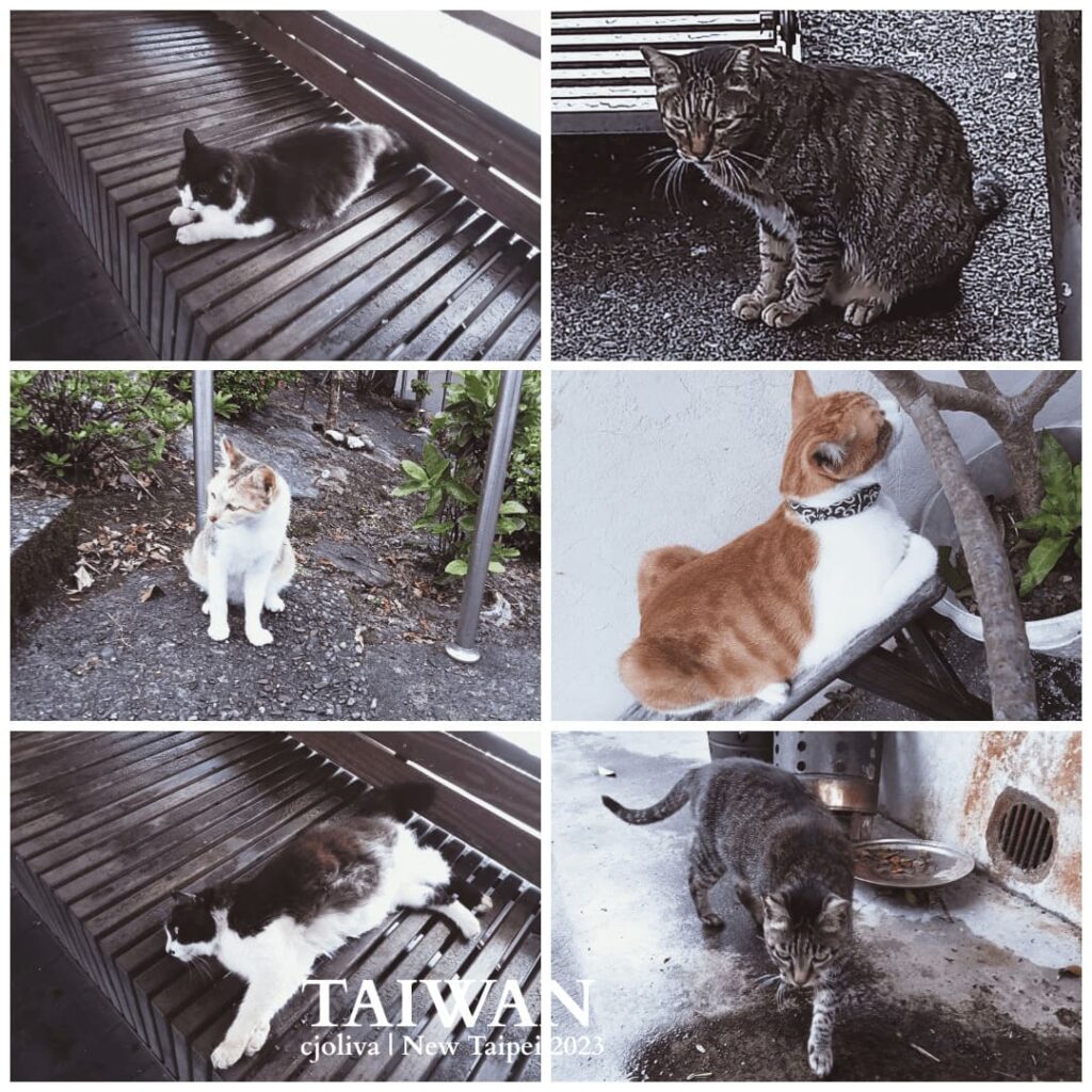 A collage of six cats lounging and walking around Houtong Cat Village, Taiwan.