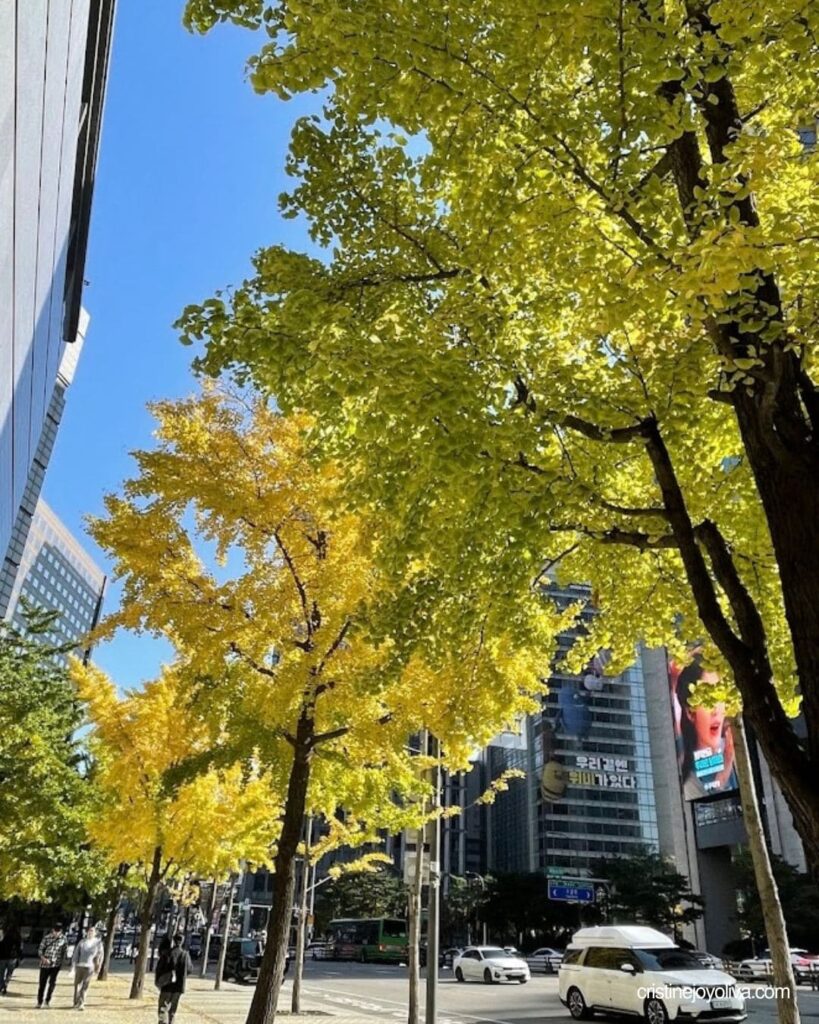 Yellow ginkgo trees lining the street near Hoehyeon Station Exit 7 in autumn
