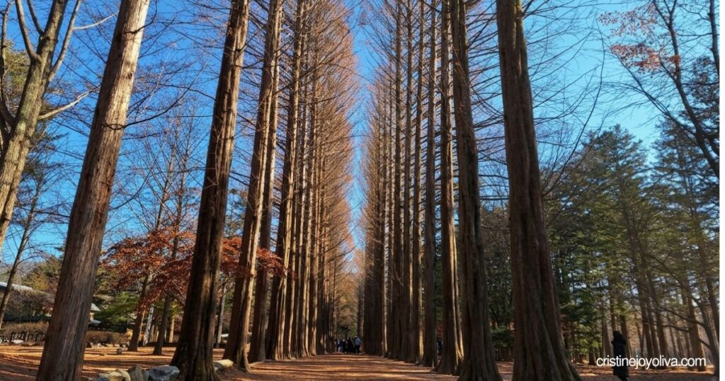 Bare metasequoia trees forming a path on Nami Island in winter