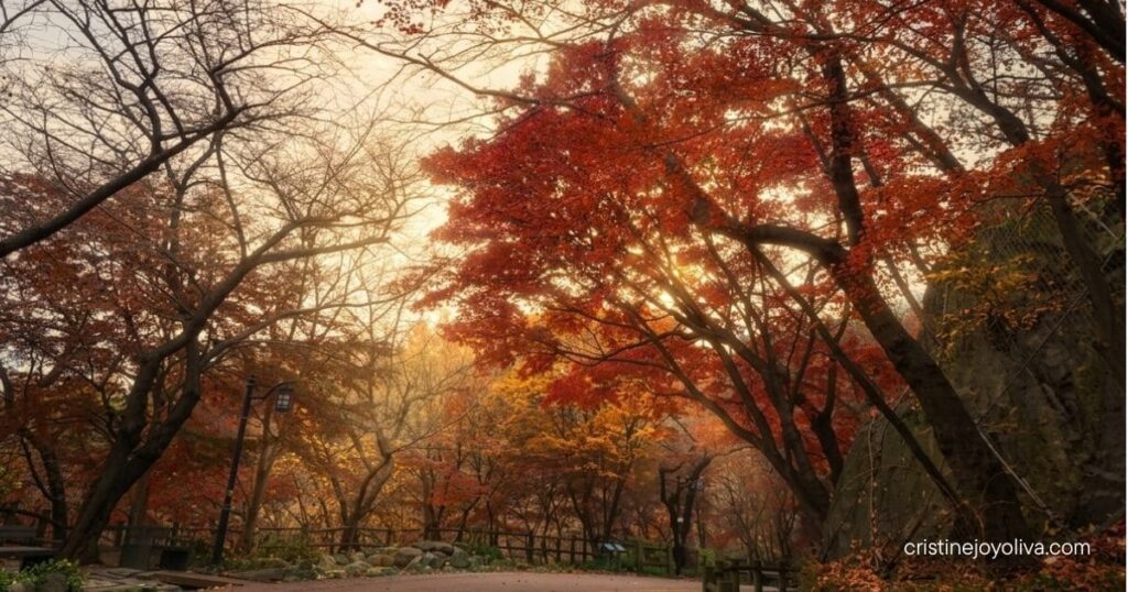A curved asphalt walking path in Namsan Park lined with deep red autumn leaves and bare winter trees.