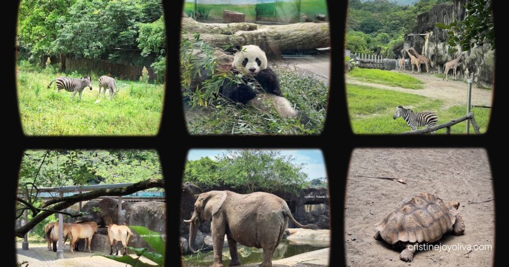 A photo grid showing pandas, zebras, giraffes, wild horses, elephants, and a giant tortoise at Taipei Zoo.