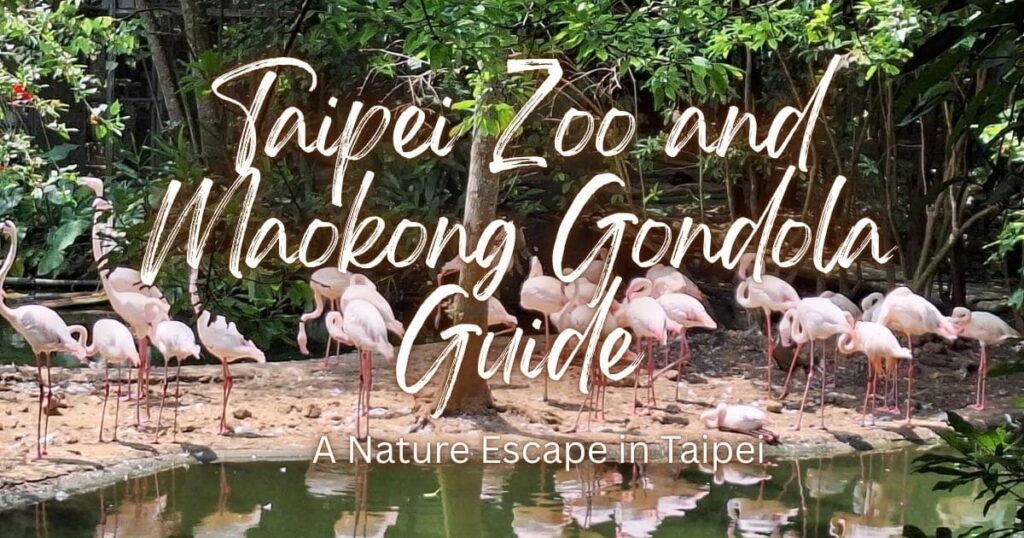 A flock of pink flamingos rests by a pond in the Taipei Zoo near the Maokong Gondola station.