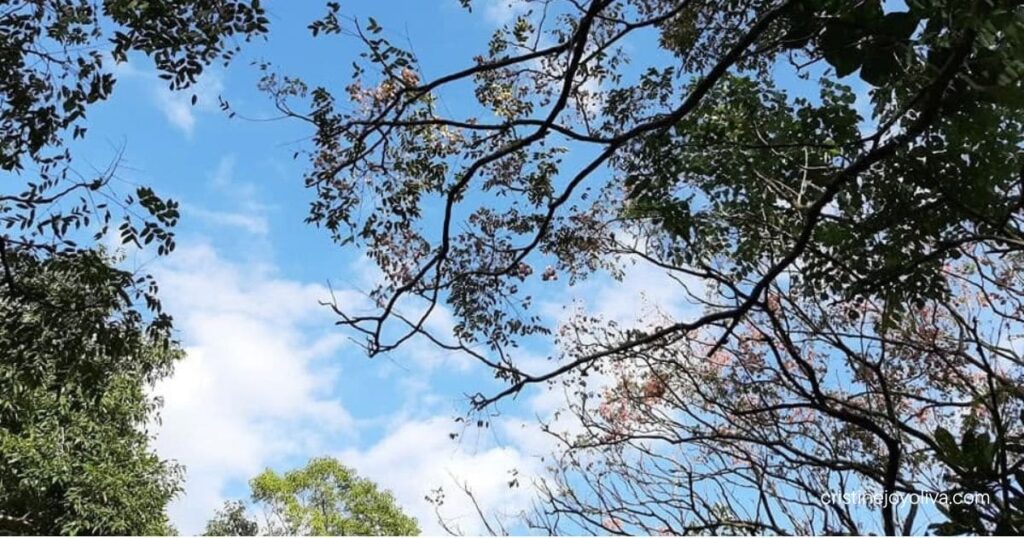 Tree branches stretch across a bright blue sky filled with soft white clouds at Taipei Zoo.